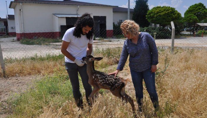 Bitkin Halde Bulunan K Z L Geyik Yavrusu Tedavi Alt Na Al Nd Son