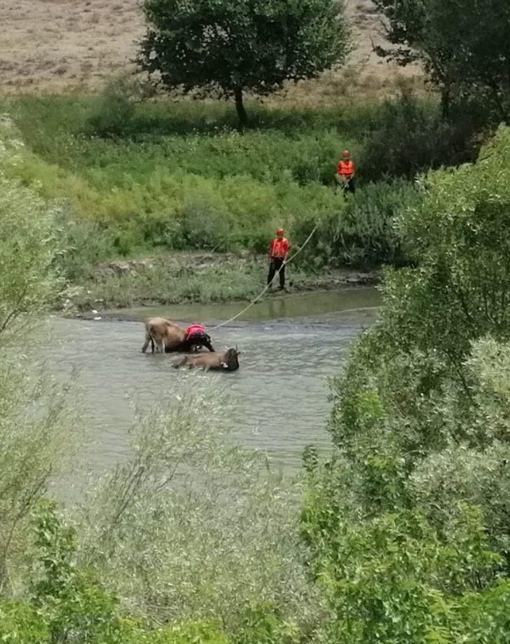 Erzincan Da Nehirdeki Amura Batan Iki Ine I Afad Kurtard Erzincan