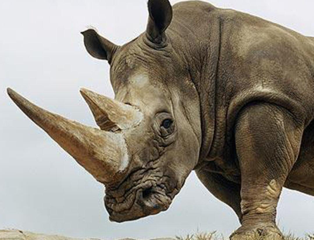 Носорог страшный