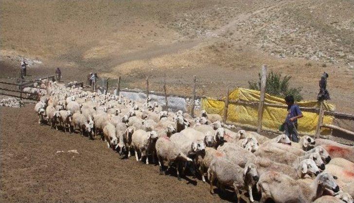 Halk Elinde Akkaraman Koyunu Islah Projesi Orumda Ba Ar Yla