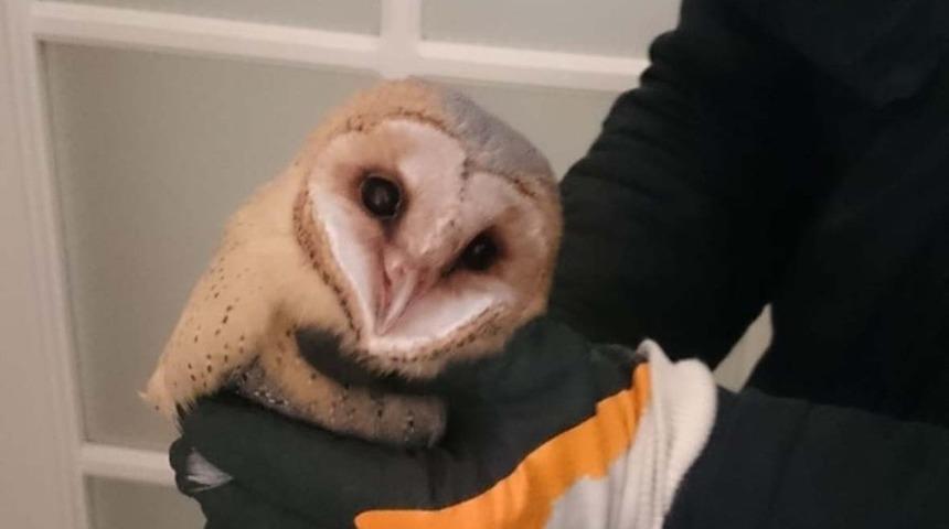 Davetsiz misafir: Baykuş