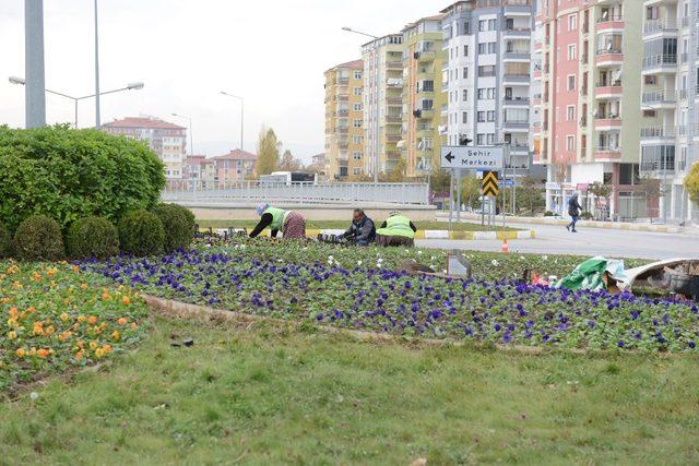 Çorum hercai menekşeler ile renklendi