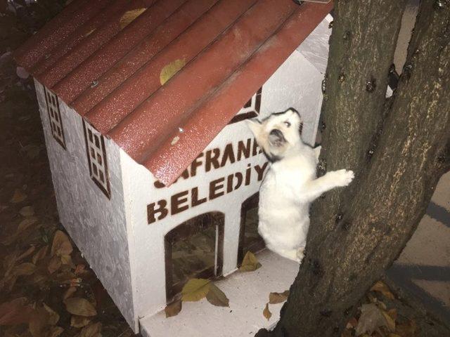 Safranbolu Belediyesi sokak hayvanlarına sahip çıkıyor