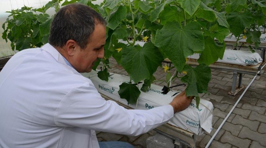 KAE&Uuml;&rsquo;si termal seralarda k&uuml;melenme projesi ilk &uuml;r&uuml;n&uuml;n&uuml; 2019 yılında alacak