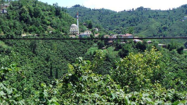 Ordu'nun Yazlık Mahallesi'nde yaşayan herkesin soyadı 'Sarı'