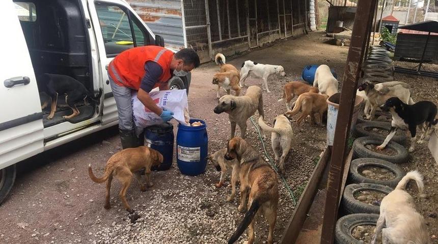 Sokak hayvanlarına şefkat eli