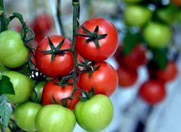 Çaldıran'da seranın kontrolünü avcı böcekler sağlıyor