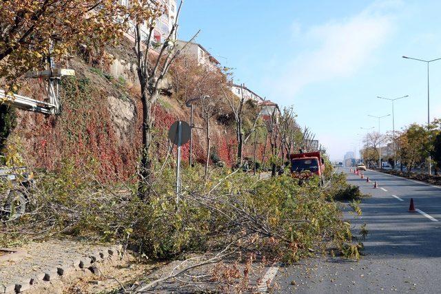 Yozgat’ta ağaçlar kışa hazırlanıyor