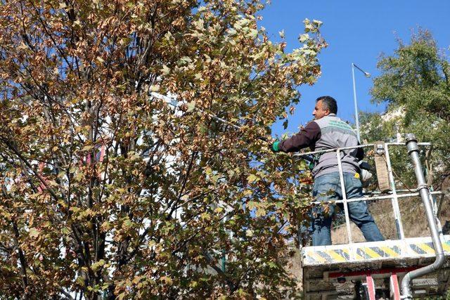 Yozgat’ta ağaçlar kışa hazırlanıyor