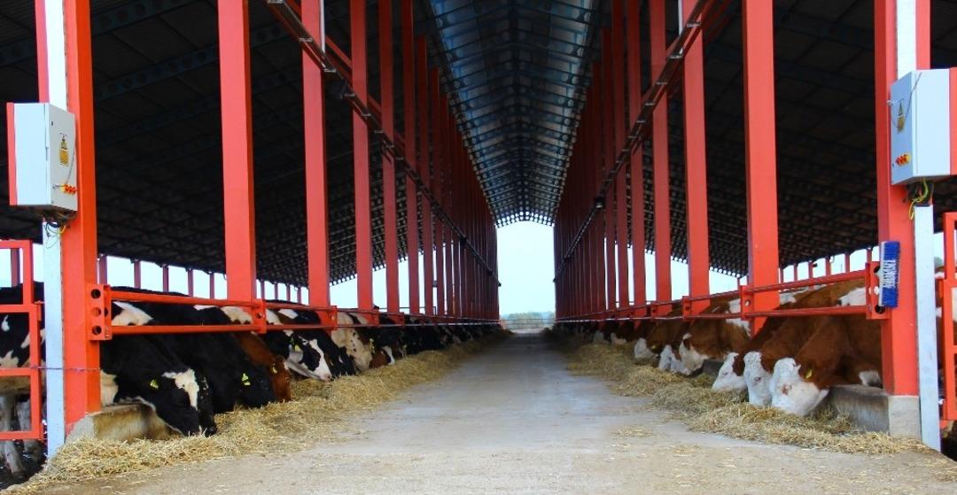 Aydın &lsquo;Damızlık D&uuml;ve Merkezi&rsquo; oluyor