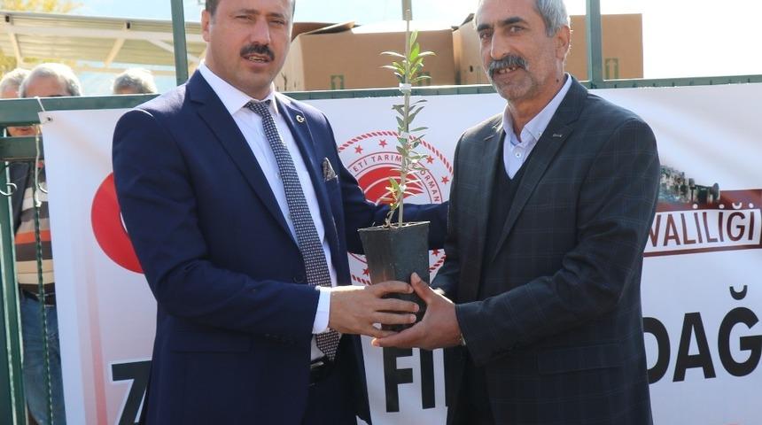 Elazığ’da 30 üreticiye, zeytin fidanı hibe edildi