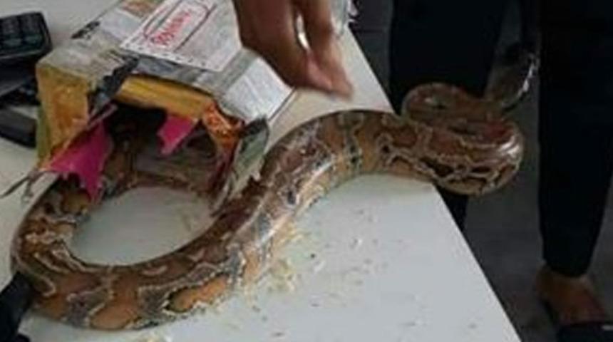 Kargo paketinden öyle bir şey çıktı ki!