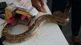 Kargo paketinden öyle bir şey çıktı ki!