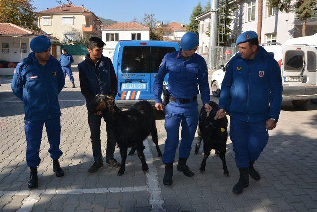 Jandarma keçi hırsızlarını yakaladı