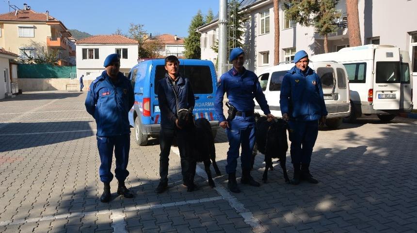 Jandarma ke&ccedil;i hırsızlarını yakaladı