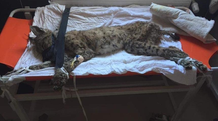 Avcılar tarafından vurulan vaşak telef oldu