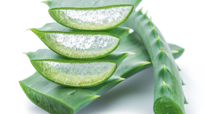 Aloe veranın faydaları nelerdir? Aloe vera nerede, nasıl kullanılır?  