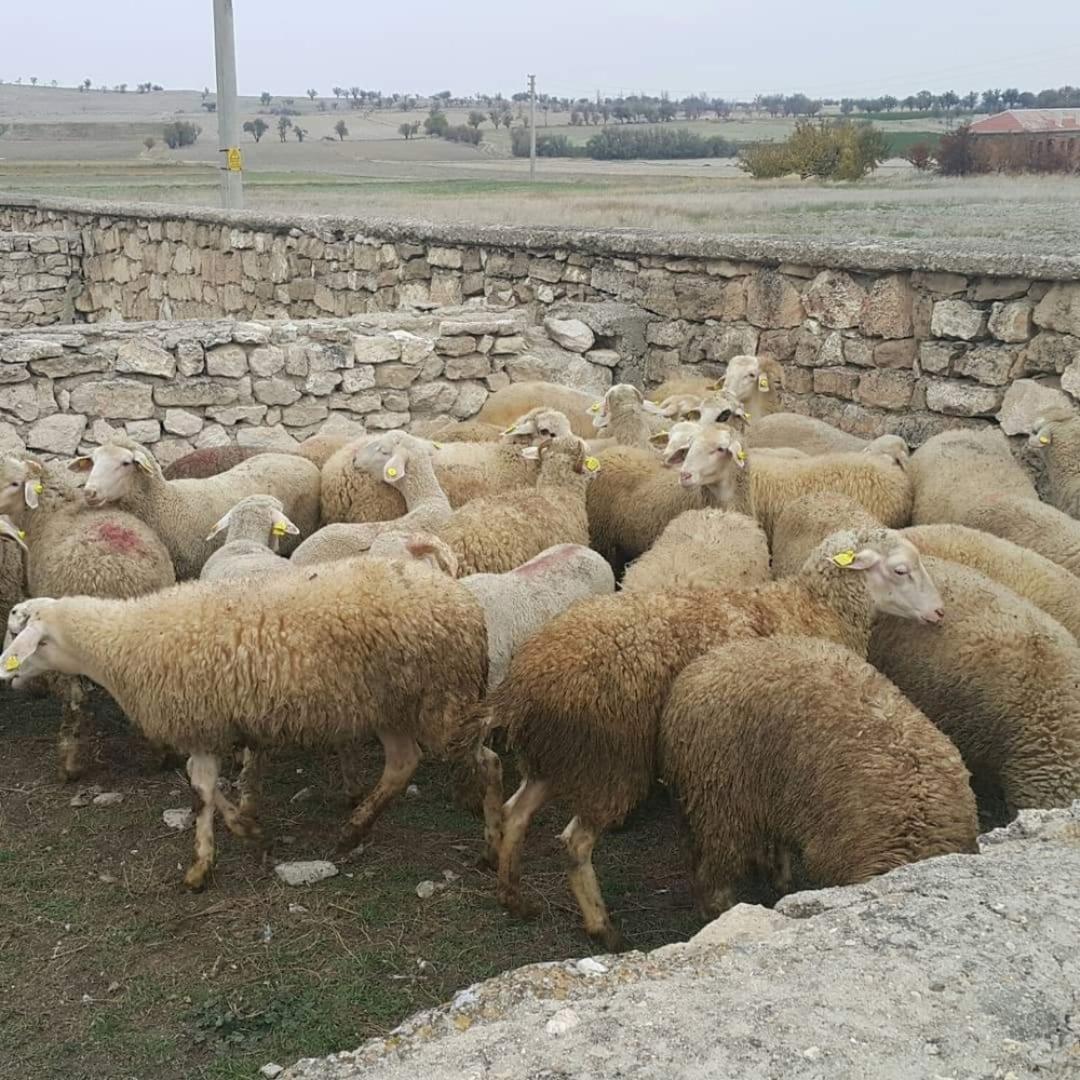 Gen&ccedil; &Ccedil;ift&ccedil;i projesi kapsamında 170 k&uuml;&ccedil;&uuml;kbaş hayvan sahiplerine ulaştı
