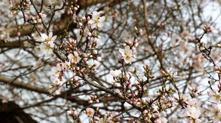 Aydın&rsquo;da ağa&ccedil;lar mevsimi şaşırdı