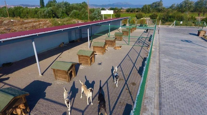 Sokak hayvanlarının tedavisi i&ccedil;in iş birliği yaptılar