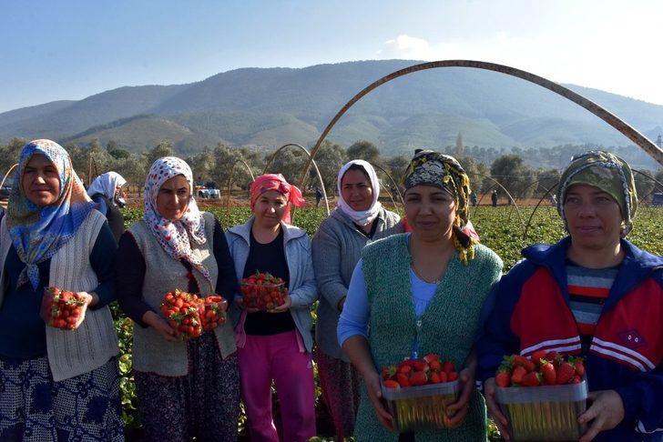 Muğlalı çiftçinin yeni gözdesi ‘Çilek’ G1