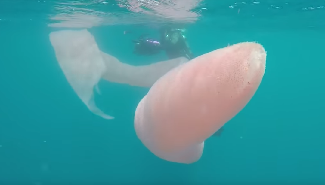 Yeni Zelanda a&ccedil;ıklarında 8 metrelik gizemli canlı tespit edildi