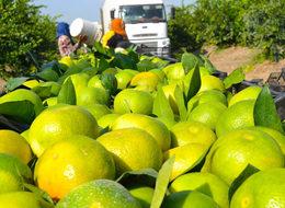  Rusya’ya ihraç edilen tonlarca narenciye geri dönüyor