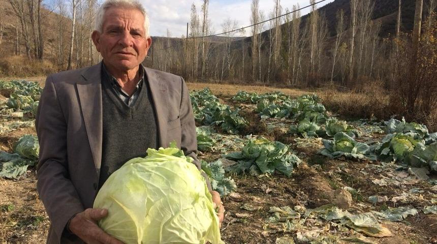 Ayaz gören lahana yok satıyor