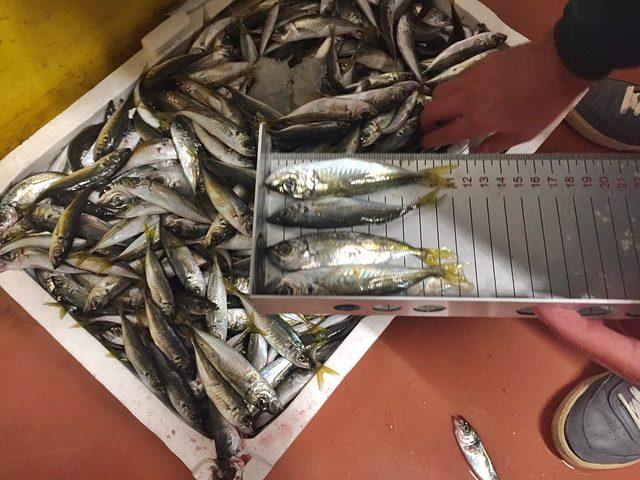 Yasal boy sınırı altında avlanan 22 ton balığa el konuldu