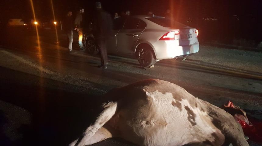 Otomobil ineğe &ccedil;arptı: 1 yaralı