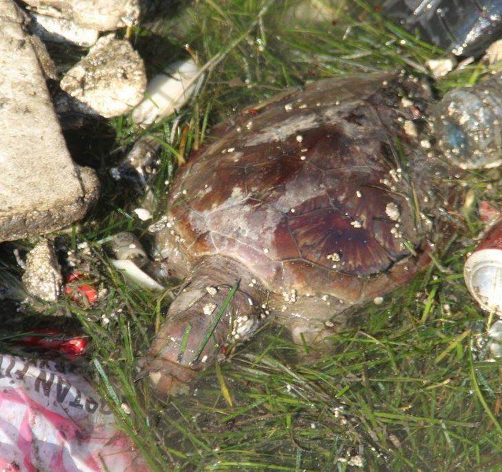 Didim'de "Böyle kirlilik olur mu?" dedirten manzara G3