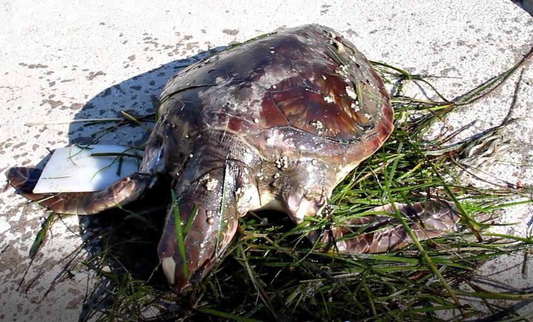 Didim'de "B&ouml;yle kirlilik olur mu?" dedirten manzara