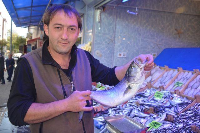 Palamut tahtını hamsiye devrediyor