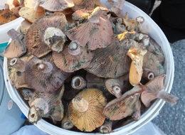  Melki köylülerin geçim kaynağı oldu