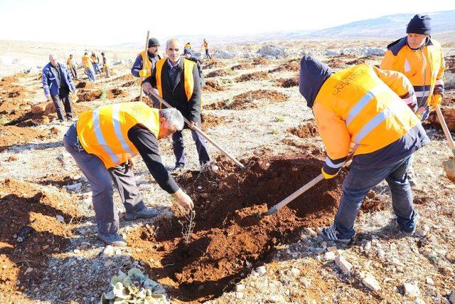 Gaziantep 3 milyon metrekarelik alana orman kurdu