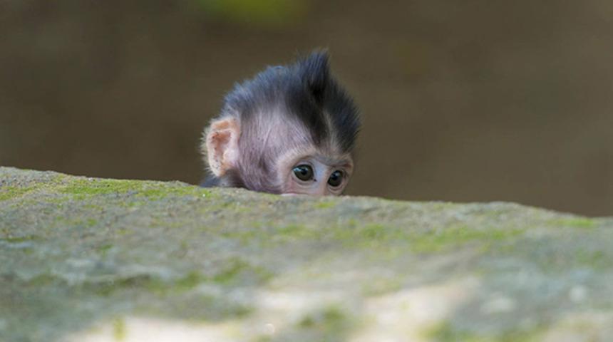Maymun 12 günlük bebeği öldürdü