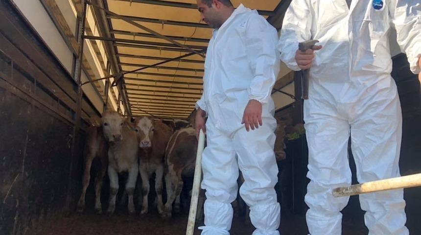 20 gen&ccedil; &ccedil;ift&ccedil;iye 100 b&uuml;y&uuml;kbaş hayvan dağıtıldı