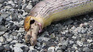 Piton, yediği iki aylık köpek yavrusunu kustu!