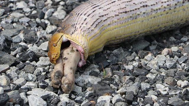 Piton, yediği iki aylık köpek yavrusunu kustu!