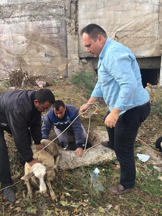 Koyun, kapağı çalınan rögara düştü