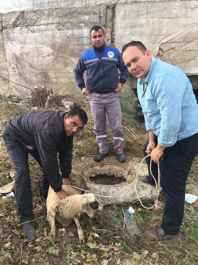 Koyun, kapağı çalınan rögara düştü