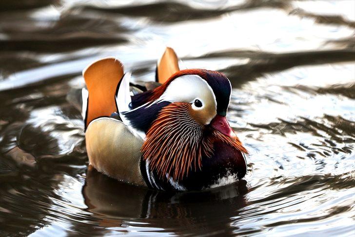 Herkes onu görmek için Central Park'a gidiyor G1