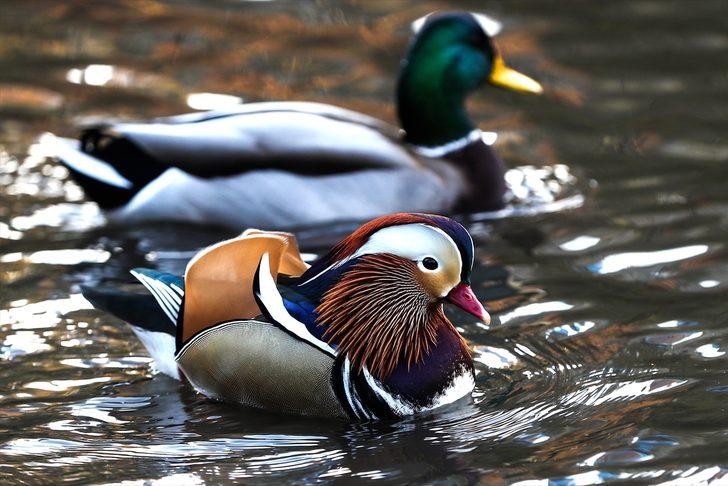 Herkes onu görmek için Central Park�a gidiyor Dünya Haberleri