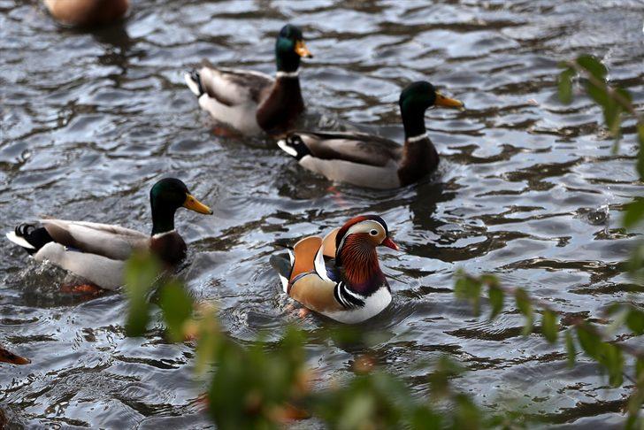 Herkes onu görmek için Central Park'a gidiyor G3