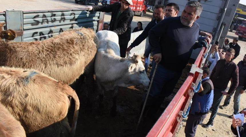 Aydın&rsquo;da 221 gen&ccedil; &ccedil;ift&ccedil;inin hayvanları dağıtılmaya başlandı