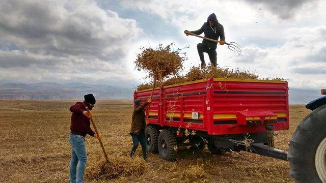 Başkale’de aspir hasadı