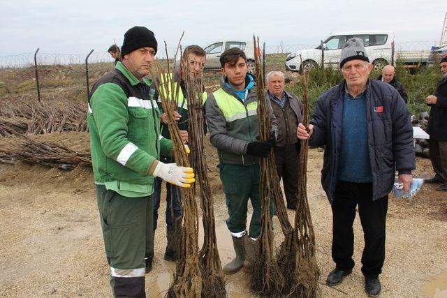 Büyükşehirden çiftçilere fidan desteği