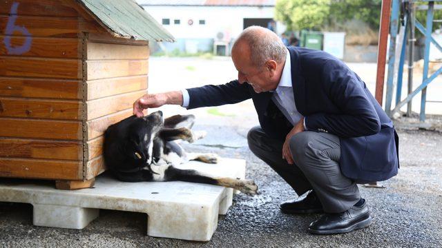 Sahipsiz hayvanlar için rehabilitasyon merkezi açılıyor