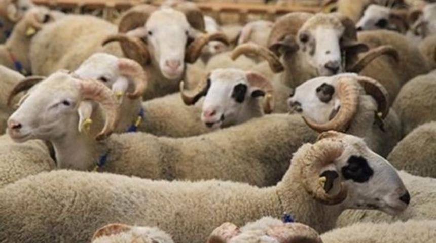 K&uuml;tahya&rsquo;da k&uuml;&ccedil;&uuml;kbaş hayvan sayısı 459 bin 441