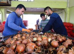  "Spekülatörlerin soğandaki fiyat oyunu bozuldu"